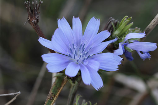 Das Bild der Bachblüte Nr. 8, Wegwarte.