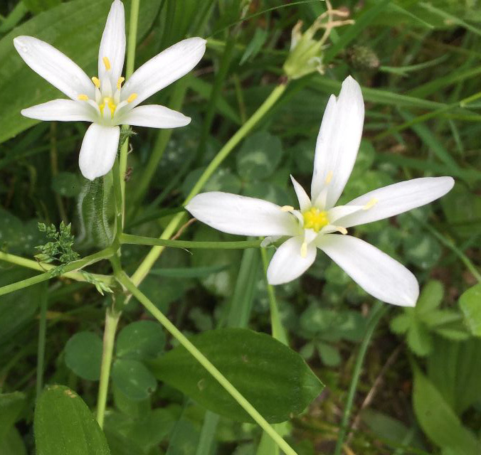 Bild, das die Bachblüte Nr. 29, Doldiger Milchstern, zeigt